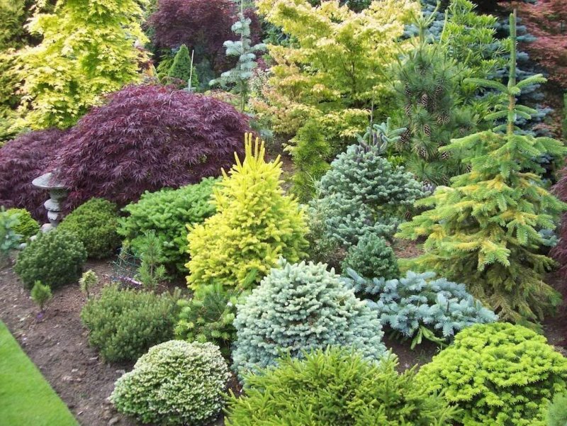 Пихта одноцветная `компакта` Abies concolor `compacta`