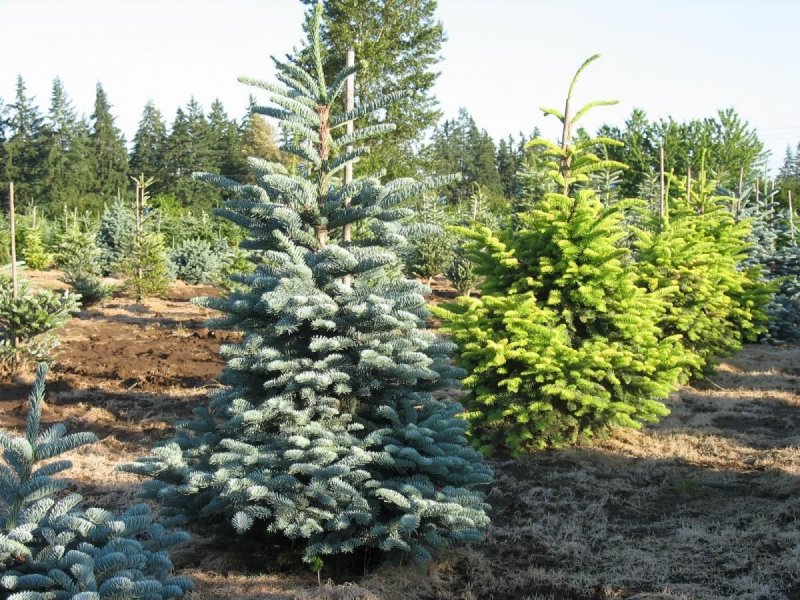 Пихта ласиокарпа (Горная) компакта 40-50 c20l Abies lasiocarpa 'compacta'