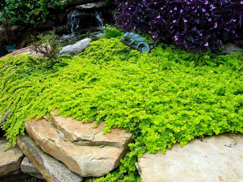 Вербейник монетчатый (Lysimachia nummularia)
