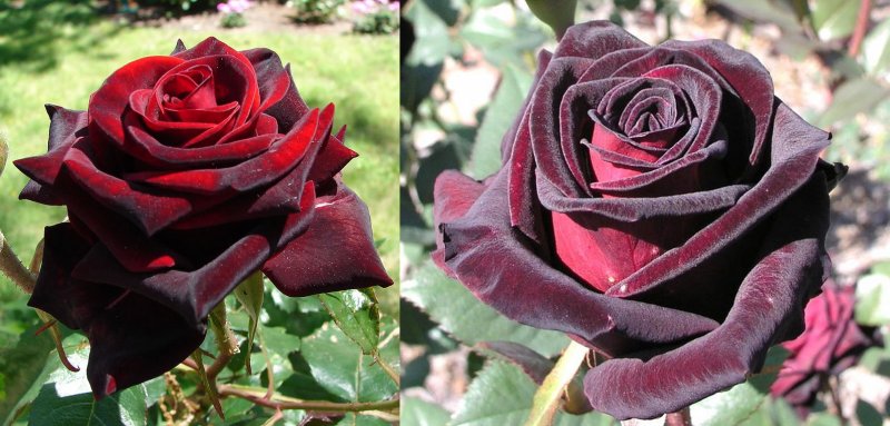 Роза чайно-гибридная Black Baccara