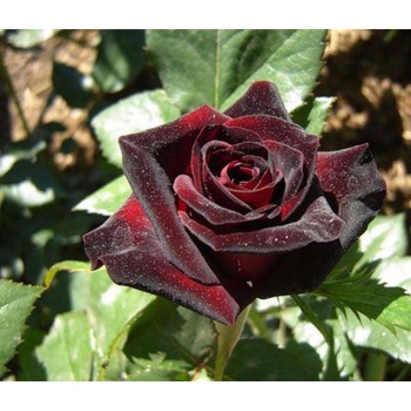 Black Baccara Блэк баккара роза