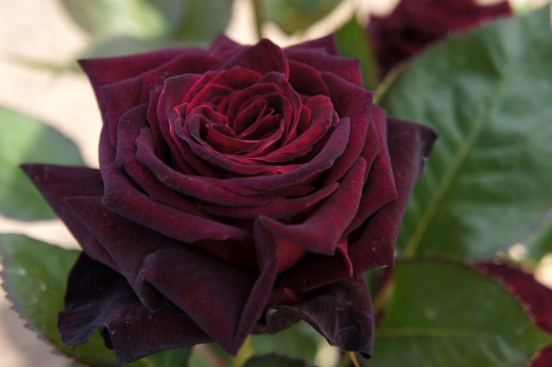 Роза чайно-гибридная Black Baccara
