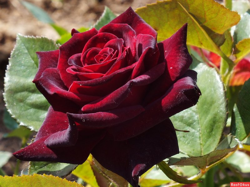 Роза чайно-гибридная Black Baccara