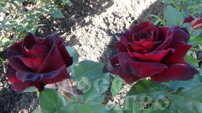 Роза чайно-гибридная Black Baccara