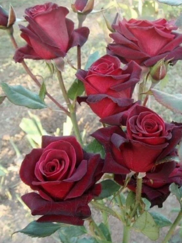 Роза ЧГ Блэк баккара Black Baccara