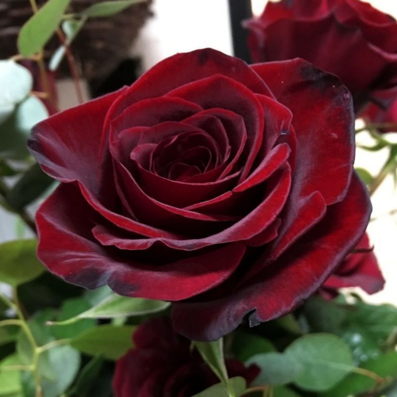 Чайно-гибридная роза Блэк баккара Black Baccara