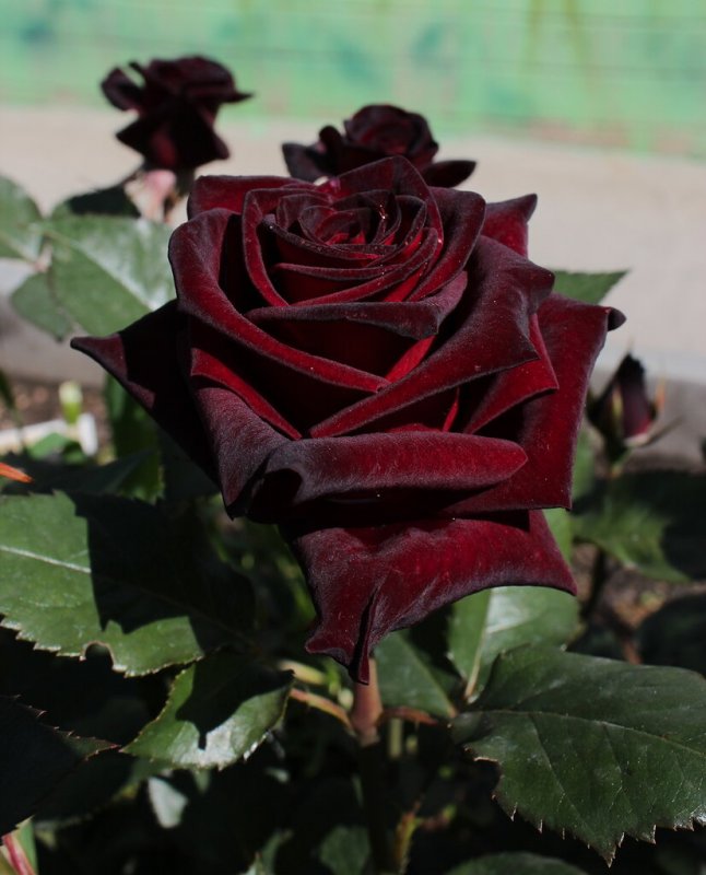 Чайно-гибридная роза Блэк баккара Black Baccara