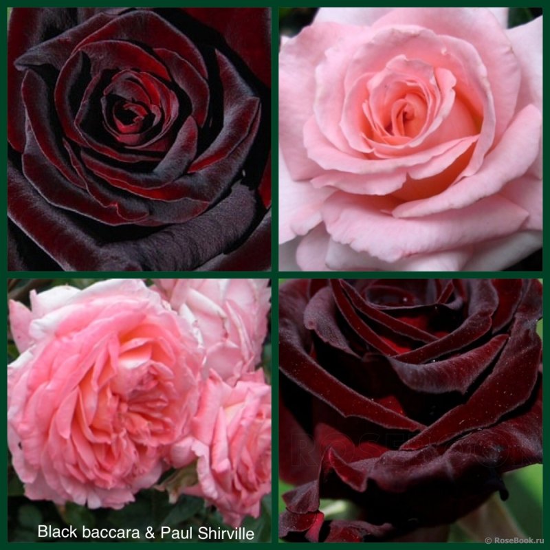 Rose Hybrid Tea Black Baccara
