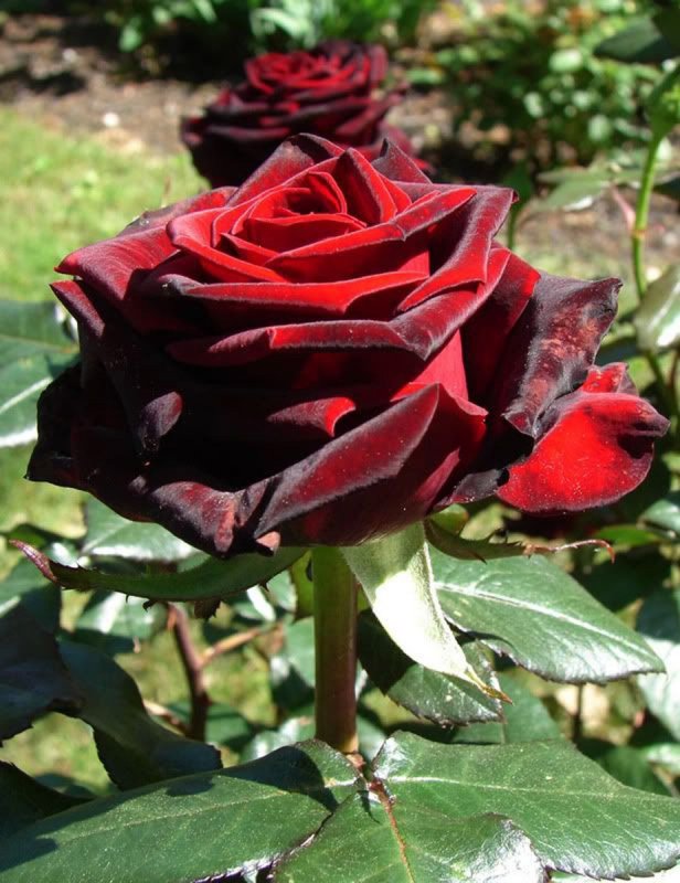 Black Baccara Блэк баккара роза