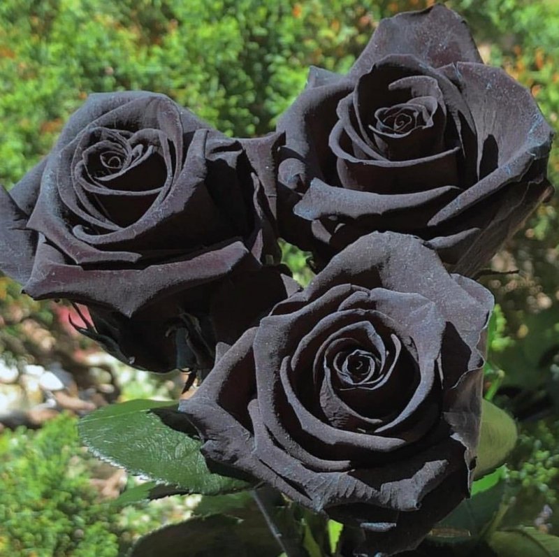 Роза Блэк Мэджик (Rosa `Black Magic`)