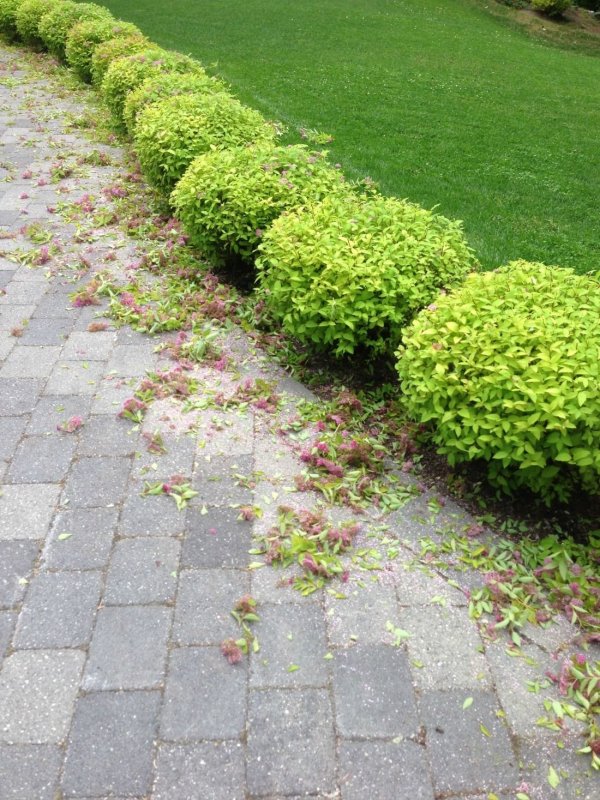 Спирея японская Green Carpet