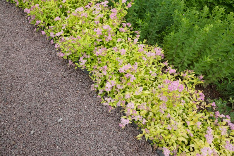 Спирея японская (Spiraea japonica `Golden Princess`)