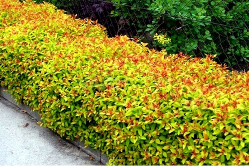Спирея японская "Голдфлейм" Spiraea japonica "Goldflame"