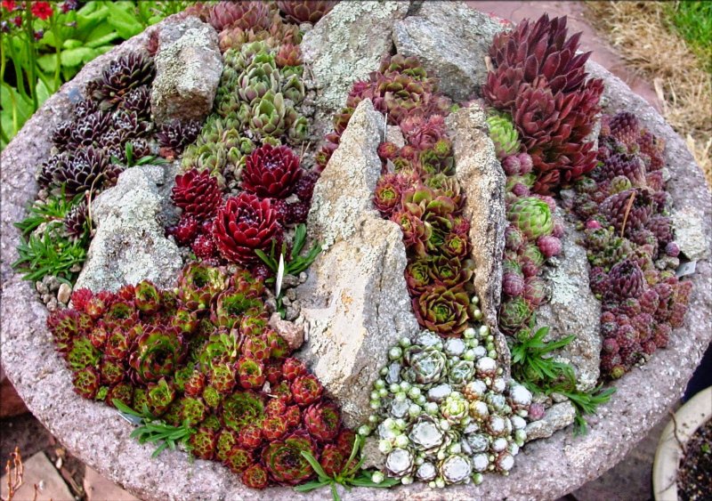 Sempervivum, семпервивум, живучка, каменная роза)
