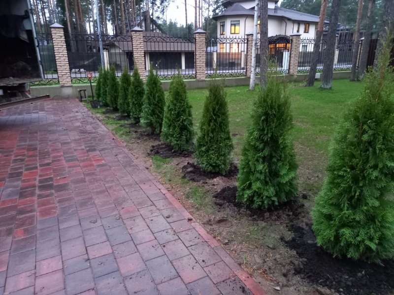Туя Даника Ауреа в ландшафте