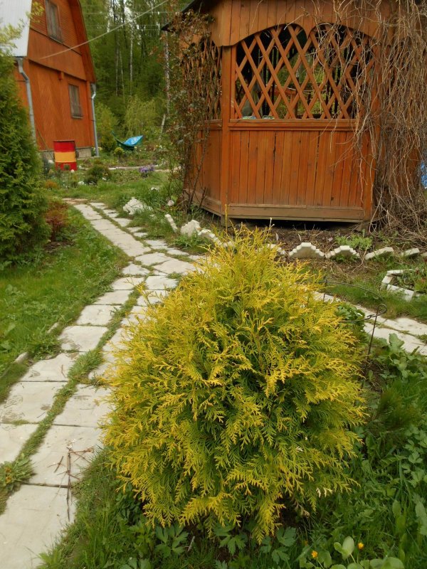 Туя Западная Колумна