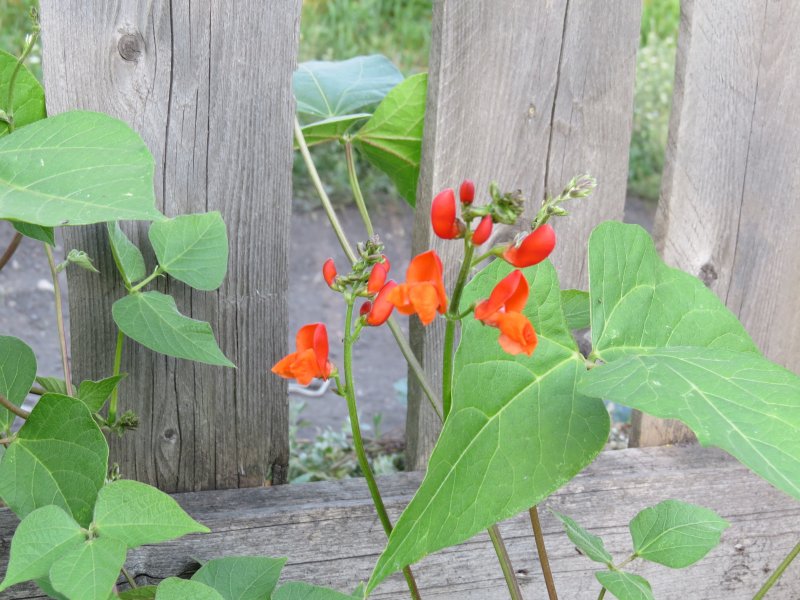 Phaseolus vulgaris l. фасоль декоративная