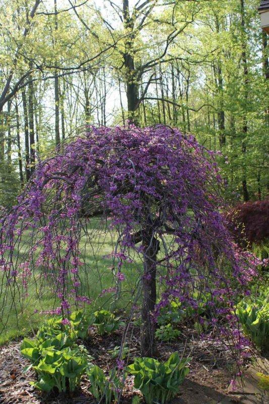 Багрянник канадский (Cercis canadensis)