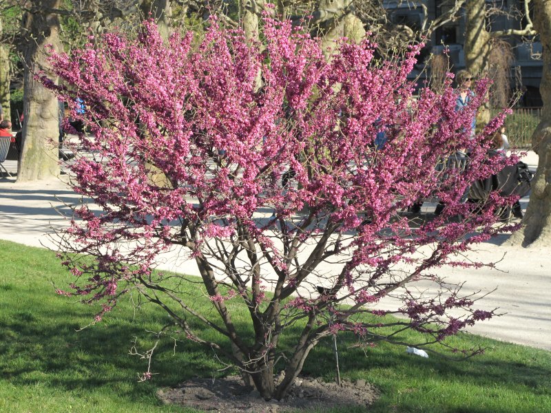 Cercis canadensis 'Lavender Twist'