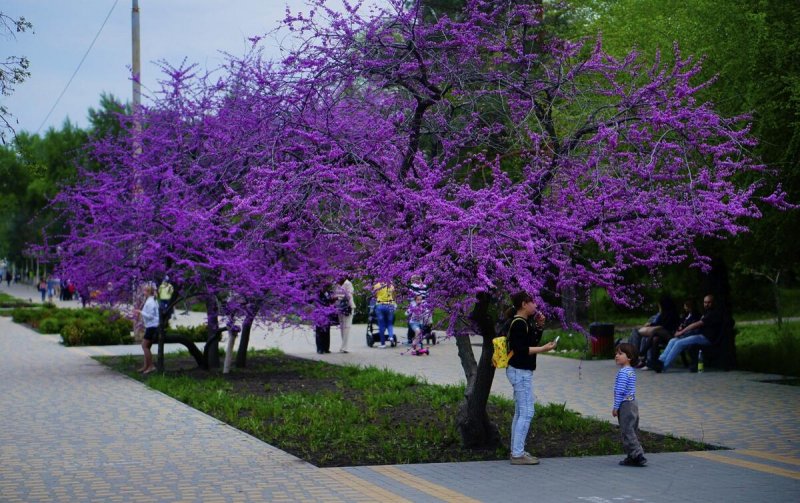 Cercis canadensis 'Lavender Twist'