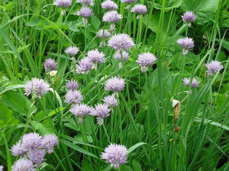 Лук шнитт (Allium schoenoprasum)