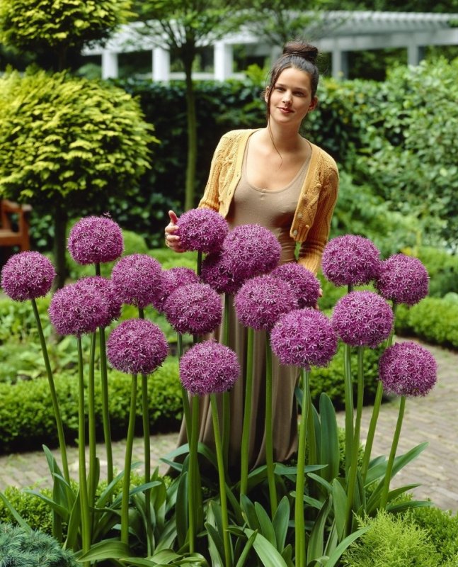 Лук афлатунский, Allium aflatunense