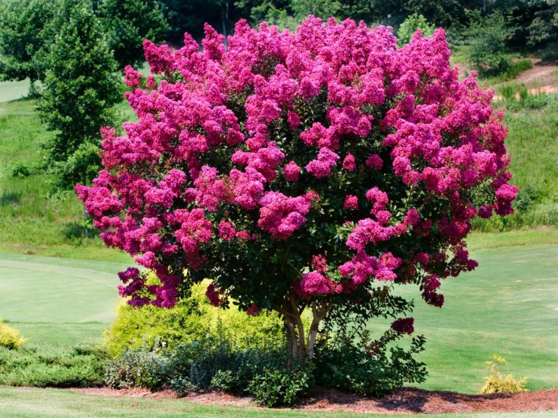 Crape Myrtle растение