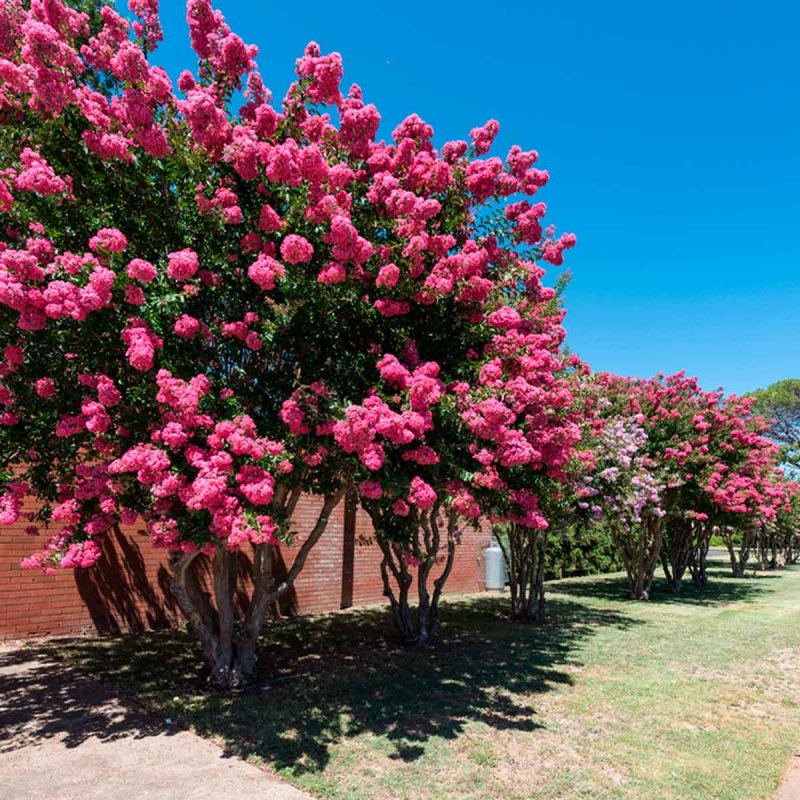 Crape Myrtle растение