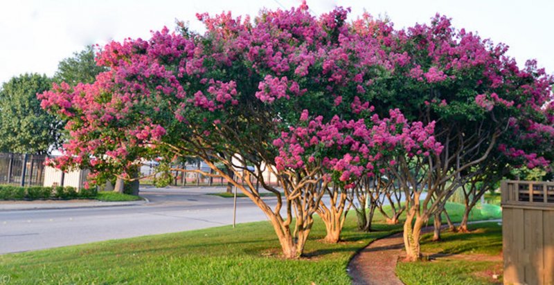 'Tuscarora' Crape Myrtle дерево