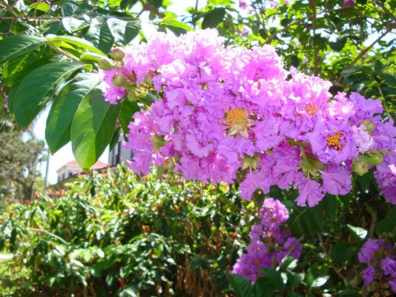 Дерево Crape Myrtle