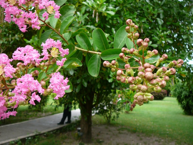 Лагерстремия berlingot menthe