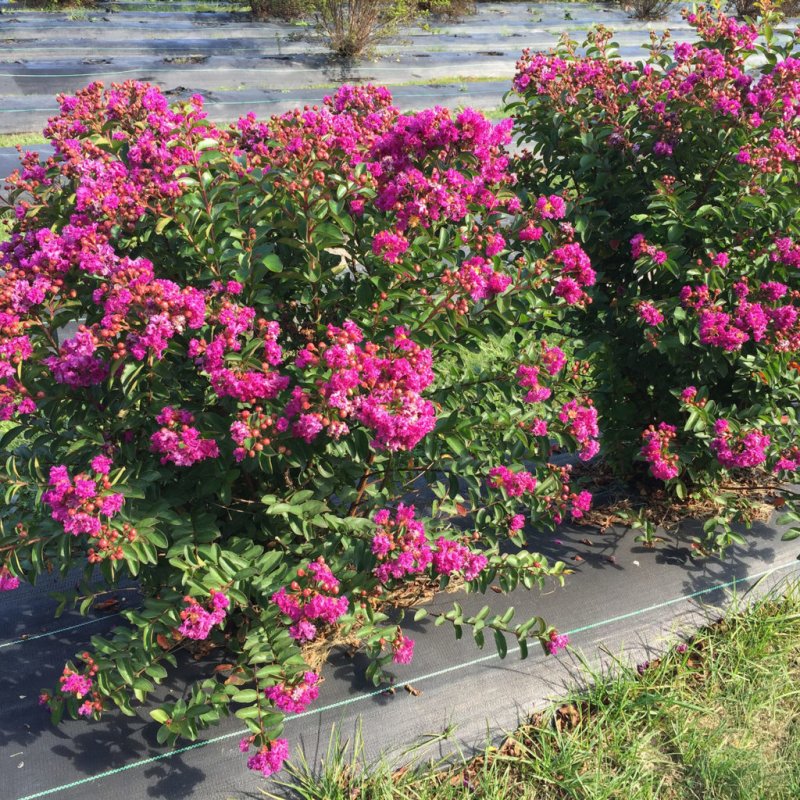 Lagerstroemia Purple Crape Myrtle.