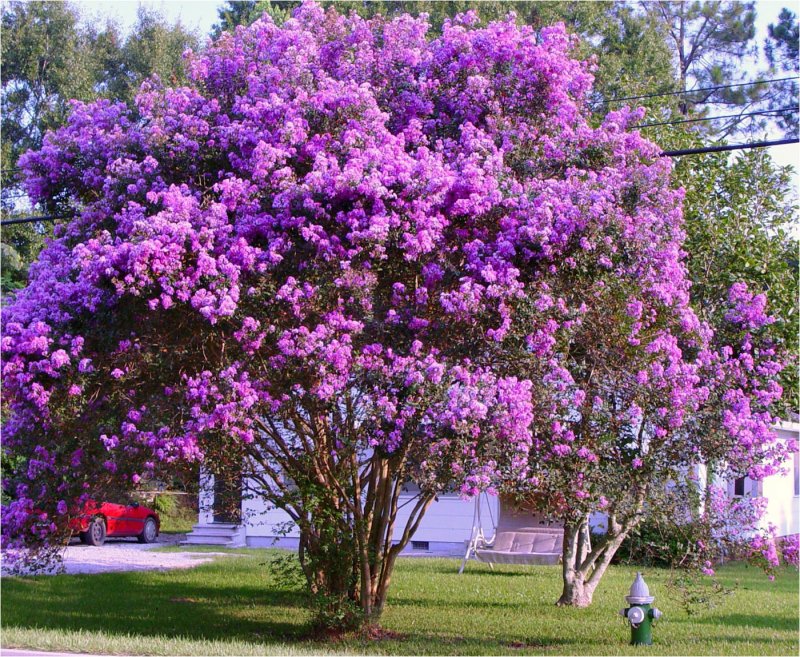 Дерево Crape Myrtle