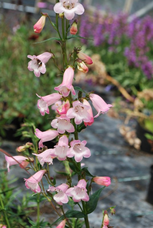 Penstemon 'Hidcote Pink'