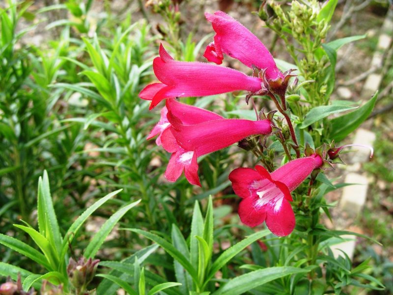 Пенстемон Penstemon Evelyn