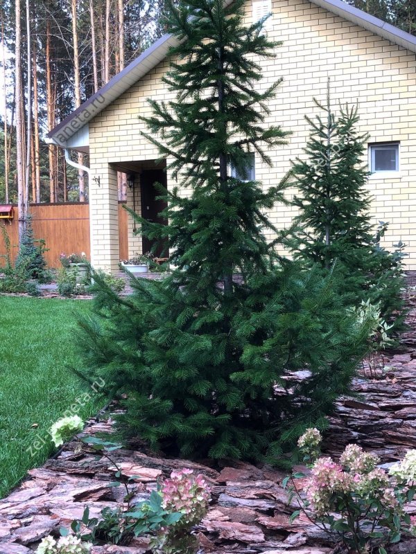 Пихта Нордмана Abies nordmanniana