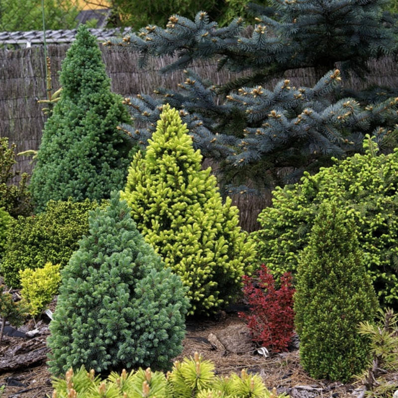 Ель колючая Picea pungens