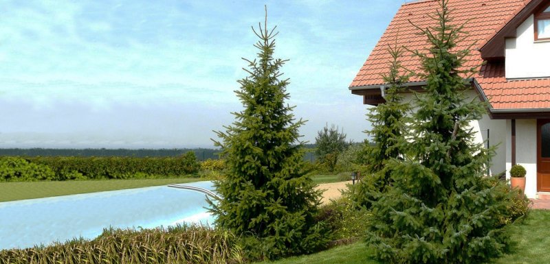 Пихта Сибирская Abies sibirica