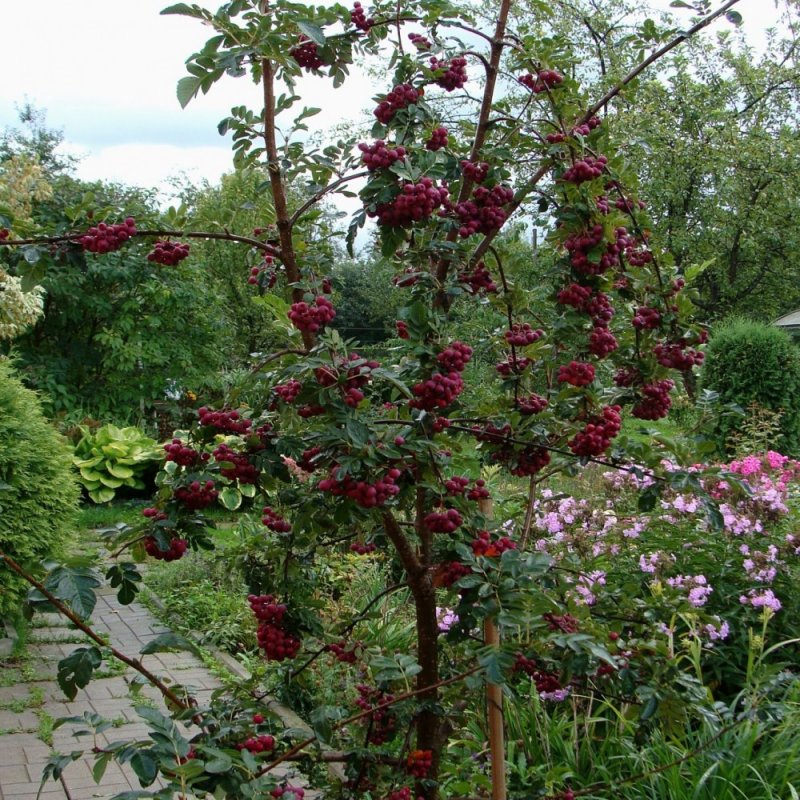 Рябина `Гранатная`, Sorbus `Granatnaja`