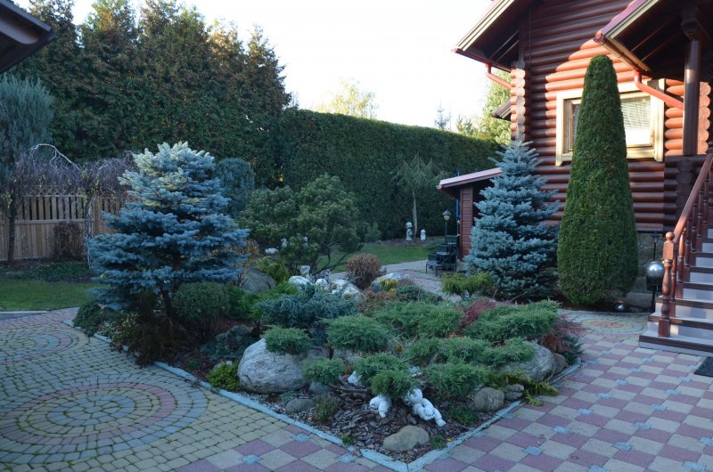 Ель обыкновенная компакта Picea Abies compacta