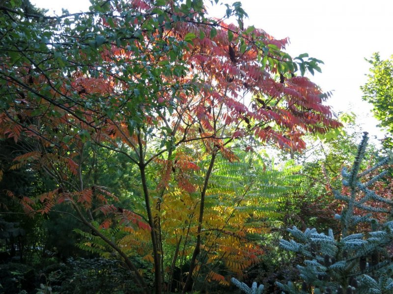 Рябина промежуточная (шведская) (Sorbus Intermedia)