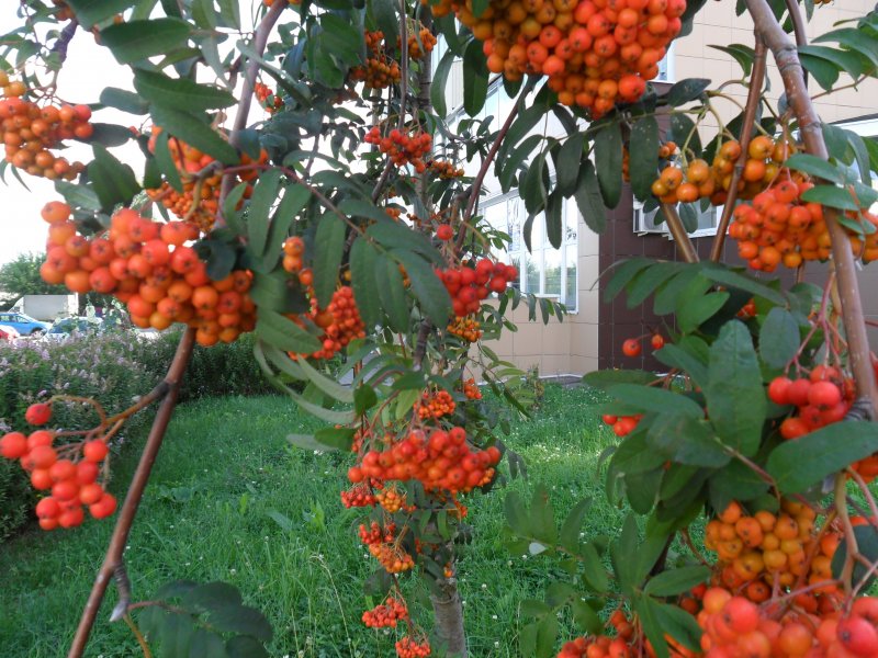 Рябина Городкова