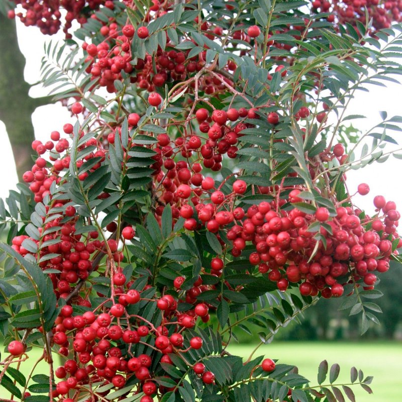 Рябина `Гранатная`, Sorbus `Granatnaja`