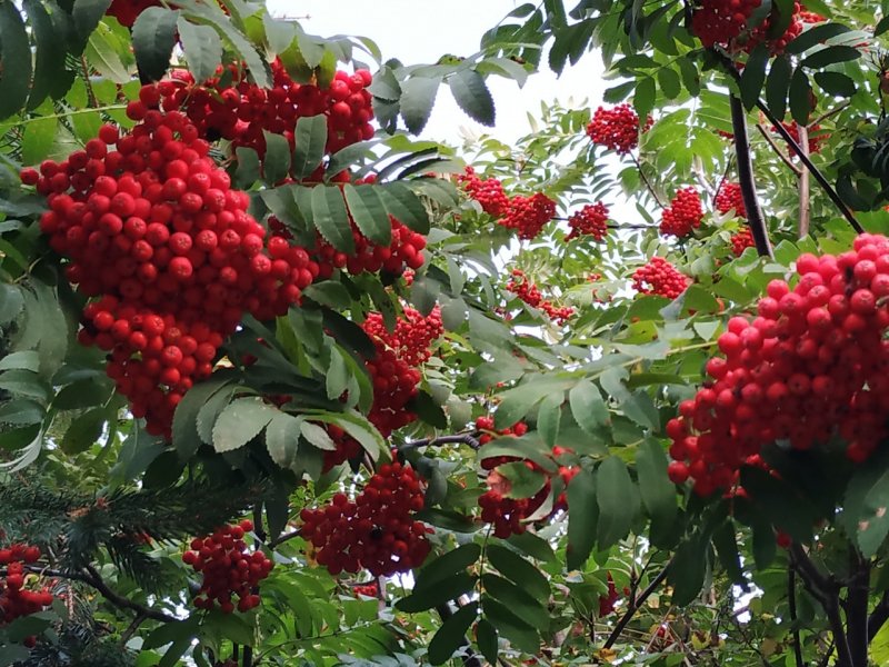 Рябина Sorbus Likjornaja
