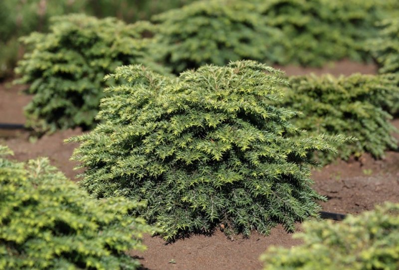 Тсуга канадская Tsuga canadensis