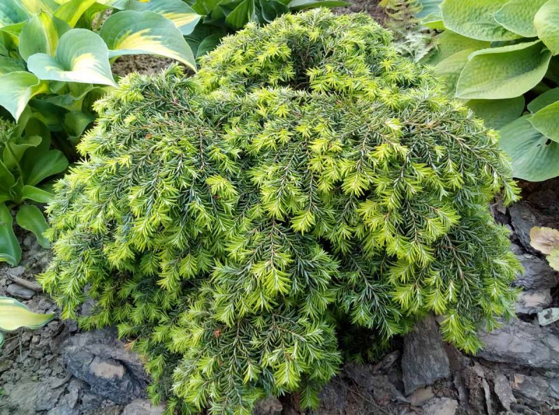 Тсуга канадская gracilis