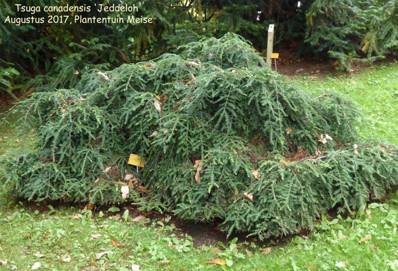 Тсуга канадская (Tsuga canadensis Jeddeloh