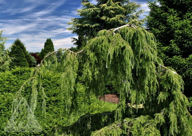 Tsuga canadensis 'pendula'