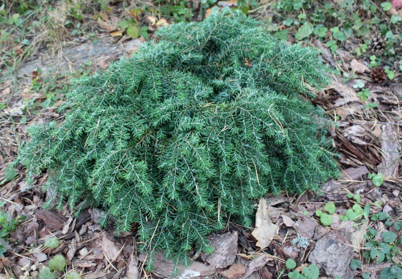 Тсуга канадская джедделох Tsuga canadensis Jeddeloh