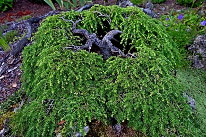 Тсуга канадская (Tsuga canadensis Jeddeloh